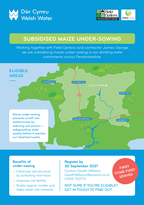 undersowing maize english
